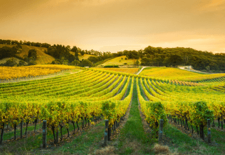 Viticulture